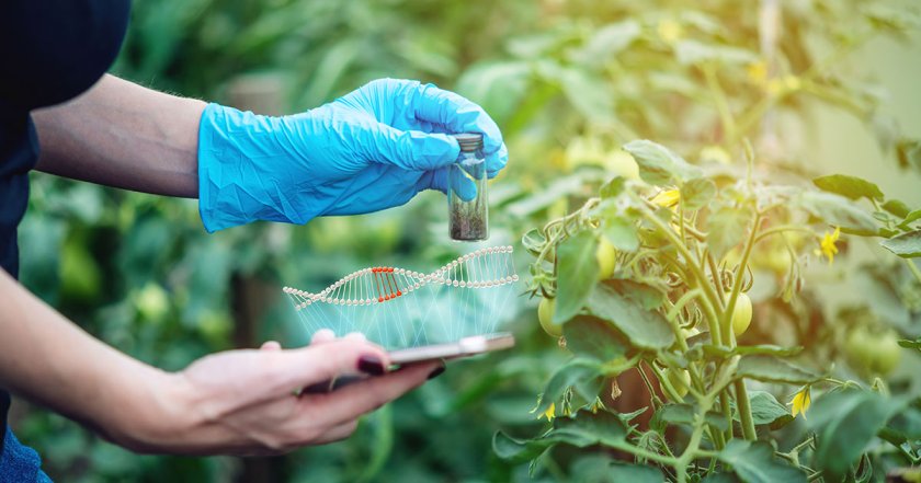 จีนออกใบอนุญาตการผลิตและการประกอบธุรกิจเมล็ดพันธุ์ดัดแปรพันธุกรรม	