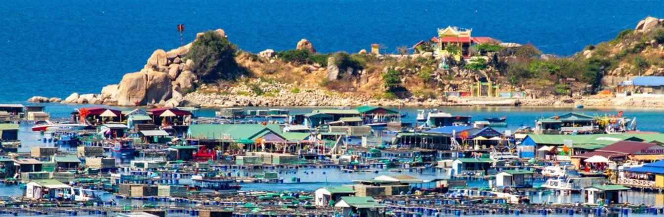 เวียดนามเดินหน้าพัฒนาการเพาะเลี้ยงสัตว์น้ำอย่างยั่งยืนในอ่าวกามซัญ