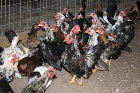 การระบาดของไข้หวัดนก H5N1 ในทวีปอเมริกาเพิ่มขึ้น 